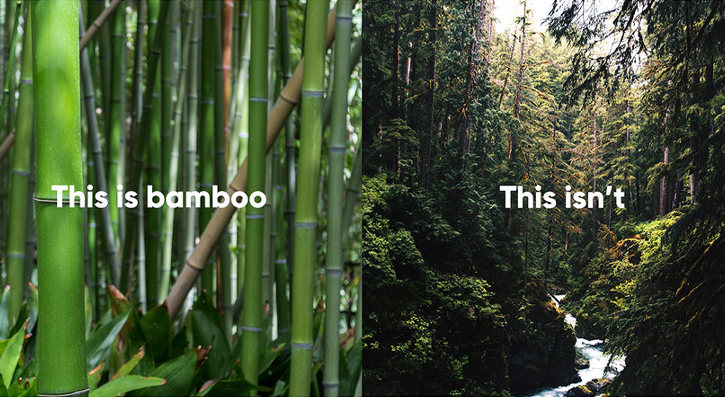 Today, Friday 18th September, is World Bamboo Day! So we wanted to take this opportunity to let you know that, by using bamboo products instead of those made from trees, you can protect the world's forests!